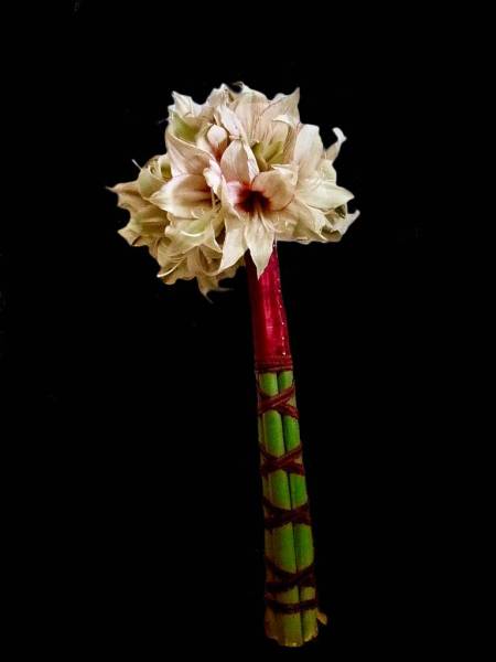 Flower：アマリリス