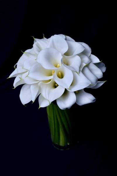 Flower：カラー