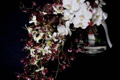Flower：ミディファレノ、デンファレ、オンシジューム、トルコキキョウ、アルテルナンテラ