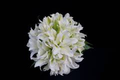 Flower：バラ（八重咲き品種）